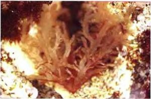 日本柔毛藻 日本柔毛藻