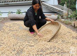 朝天花生 朝天花生