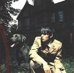 德國魏瑪犬 德國魏瑪犬