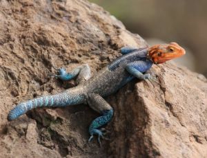 姆萬紮平頭飛龍蜥蜴 姆萬紮平頭飛龍蜥蜴