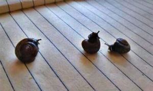 茸毛華蝸牛 茸毛華蝸牛