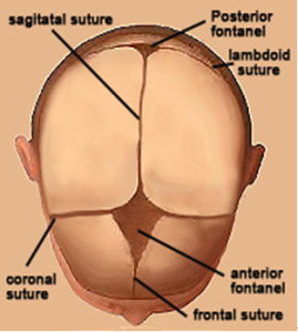 嬰兒頭部顱骨圖