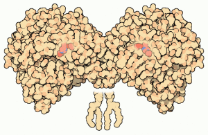 （圖）乙醯膽鹼