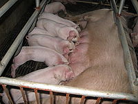 哺乳母豬 哺乳母豬