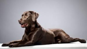 純種拉布拉多犬