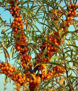 俄羅斯沙棘 俄羅斯沙棘