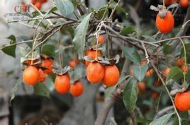 烏柿（原變種）