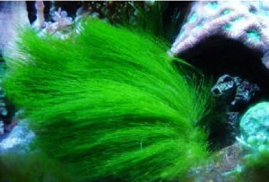 束毛藻屬 束毛藻屬