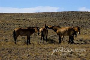 （圖）保護野馬