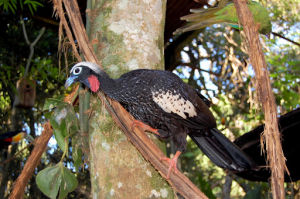 jacutinga (Aburria jacutinga)