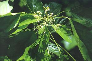 東京桐（dongjingtong）