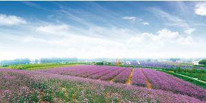 濟南紫緣香草園 濟南紫緣香草園