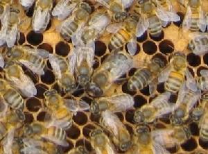 蜜蜂等動物製造交配塞