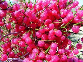 泡果沙拐棗 泡果沙拐棗