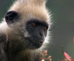 白頭葉猴 白頭葉猴