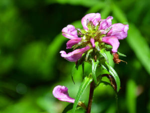 粗莖返顧馬先蒿 粗莖返顧馬先蒿