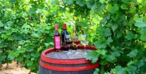 懷來紫晶莊園 懷來紫晶莊園