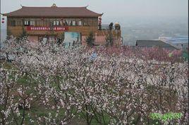 青白江杏花村 青白江杏花村