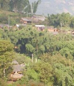 梨果樹自然村 梨果樹自然村