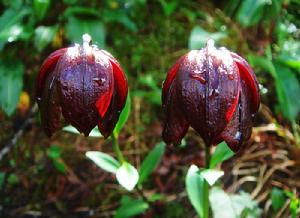 攝影——桐壺更衣