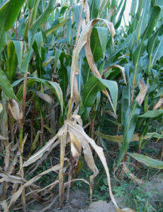 棉根腐病菌 棉根腐病菌