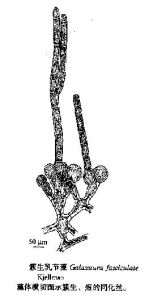 簇生乳節藻 簇生乳節藻