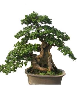 榕樹盆景 榕樹盆景