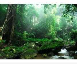 常雨木本群落 常雨木本群落