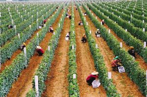 南王街道 南王街道