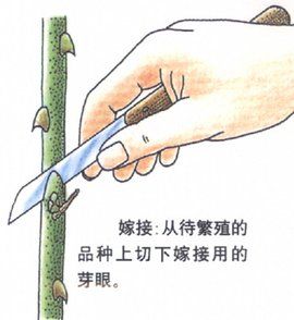 嫁接繁殖 嫁接繁殖