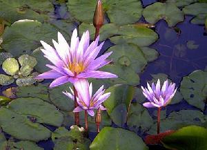 伊斯拉莫拉達睡蓮