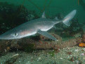 古巴角鯊 古巴角鯊