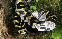 玉斑錦蛇（美女蛇）