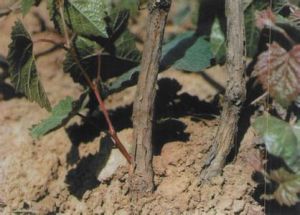 葡萄蔓割病 葡萄蔓割病