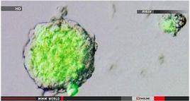 STAP細胞 STAP細胞