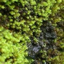 鞭枝懸蘚 鞭枝懸蘚