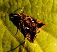 銀紋夜蛾 銀紋夜蛾