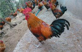 種雞輸卵管炎 種雞輸卵管炎