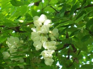 敷痔神膏 敷痔神膏