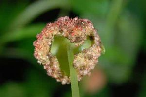 泥胡菜盤梗霉 泥胡菜盤梗霉