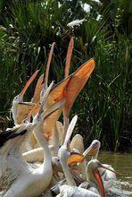 “白鵜鶘”爭食小魚