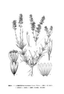 小花蠅子草 小花蠅子草