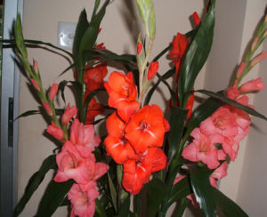 唐菖蒲屬 唐菖蒲屬