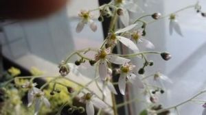 假大柱頭虎耳草 假大柱頭虎耳草