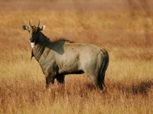 鹿牛羚族 鹿牛羚族