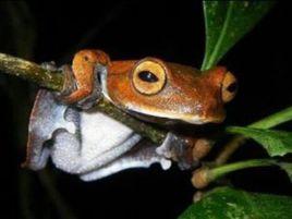 吸血飛行樹蛙 吸血飛行樹蛙