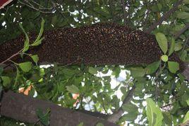 南方蘆蜂 南方蘆蜂