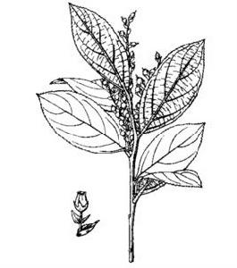 大透骨消 大透骨消