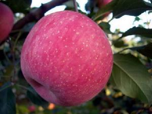 魯甸蘋果 魯甸蘋果