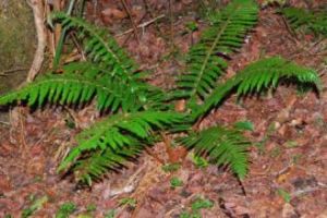 秦嶺耳蕨 秦嶺耳蕨